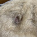 동물의왕국 동물병원 이미지