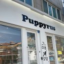 퍼피루스 이미지