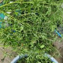 대하농장 이미지