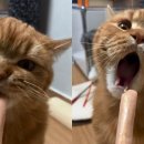 펫스토리 수가 이미지