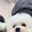 강아지 마법사 골드맘 이미지