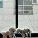 행복한하루 | 울산삼산동애견유치원에서 보낸 행복한 하루 🐶 바비브라운 비숑프리제 방문 후기 💕