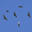 서산의 벌매(Crested Honey Buzzard) 이미지