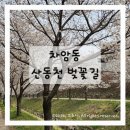 산책길에 | 천안 차암동 산동천 벚꽃 명소 코스트코 옆 벚꽃길 산책 후기 (천안 벚꽃 아이랑 가기 좋은 곳)