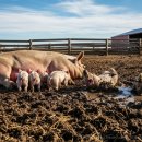 돼지나라돼지한마리 이미지