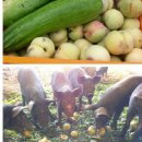 햇사레목장 이미지