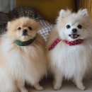 멍멍디저트 이미지