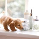 강아지집 이미지