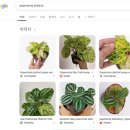 페페로미아 이미지