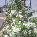 삽교읍041 이미지