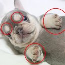 J&L 희귀모색 프렌치불독 이미지