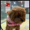 더독스 강아지분양 서울 이미지