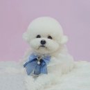 예쁘개해줄개 이미지
