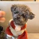 서진동물병원 | 한번가면 정착하는 서진동물병원 애기 중성화 후기