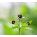 숲속반디 이미지