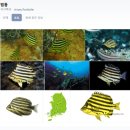 대부리 방파제 옆 | <경북 영덕 대부방파제> 스노클링 찐 후기(위치, 주차, 준비물, 범돔, 가물치 등 봄)