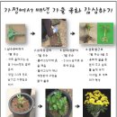 국선생전(菊先生傳)