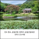편백산림욕장 진입로 | 진도 가볼만한곳, 진도 명소, 운림산방, 쌍계사, 운림산림욕장