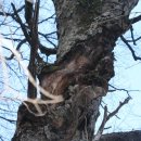 박달나무의 참나무진흙버섯 이미지