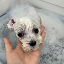 헤이멍멍 애견미용호텔 | [애견/멍멍부띠끄] 버블스파 첫방문 후기