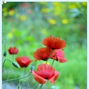 하늘농원 이미지