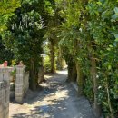 남부우회도로 가로수길 | 오키나와 북부 버스투어 내돈내산 최저가예약 (츄라우미포함)