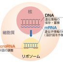 마이크로RNA (microRNA) 정의와 암 치료원리소개 이미지