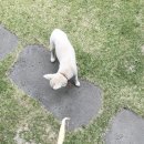 개밥맛집 이미지