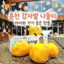 밭맛 | 춘천 나들이 코스! 기대 이상으로 심쿵 했던 '카페 감자밭' 포장 및 솔직 맛 후기 (감자빵 vs 고구마빵)