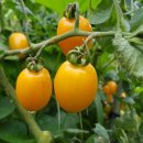 기운농장 이미지