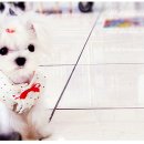 시지동물병원 이미지