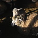 태조목장 이미지