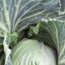 가영농장 이미지