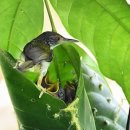 요술상자 이미지