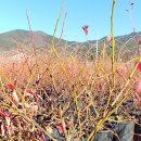 산안개 농장 이미지