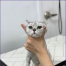 크리스타일 이미지