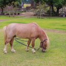 새별목장 이미지