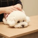 그루그루밍 이미지