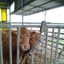 완우농장 이미지