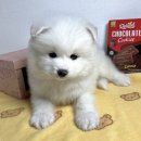 퓨어펫 강아지분양 고양이분양 울산점 이미지