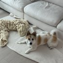 꼬마강아지 | 일상_ 귀여운 꼬마강아지의 일상