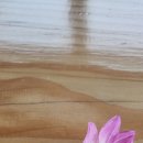 달리아 이미지