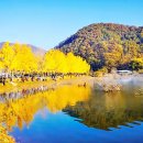 [가을소풍] 괴산 문광저수지 은행나무길 가을소풍! 2025년 11월 01일 토요일! 이미지