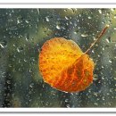 나무의꿈 이미지