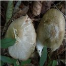 외대덧버섯(밀버섯)과 삿갓외대 버섯(독버섯)의 사진 비교 이미지