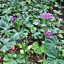 인도원산의 향기로운 약용식물 사향아욱(Musk mallow) 이미지