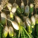 햇살품은 김치 이미지