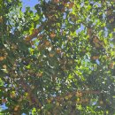 연극 모란이 피기까지 우리는 이미지