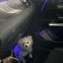 강아지 똥 | 송도 출장세차 벤츠 GLA 조수석 강아지 똥 오염 시트탈거 실내크리닝 후기