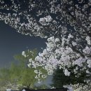 중원-64 | 64회 진해군항제 2026년 밤 낮 둘다 다녀온 후기(경화역, 여좌천)